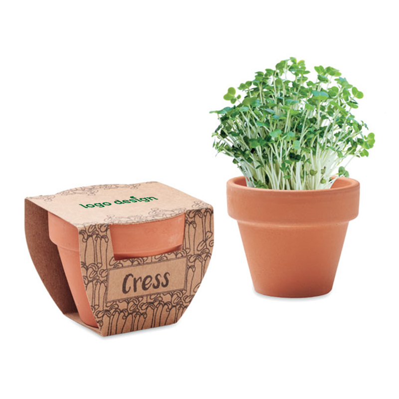Terracotta pot cress